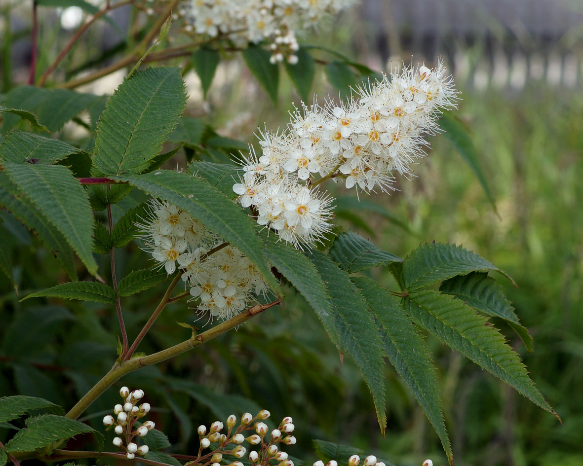 Изображение особи Sorbaria sorbifolia.