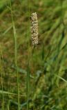 Phleum pratense. Соцветие и части побегов с листьями. Восточный Казахстан, г. Усть-Каменогорск, берег р. Ульба, луг. 17.07.2017.