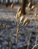 Lapsana communis. Верхушка побега с сухим соцветием. Чувашия, г. Шумерля, городской парк. 25 декабря 2008 г.