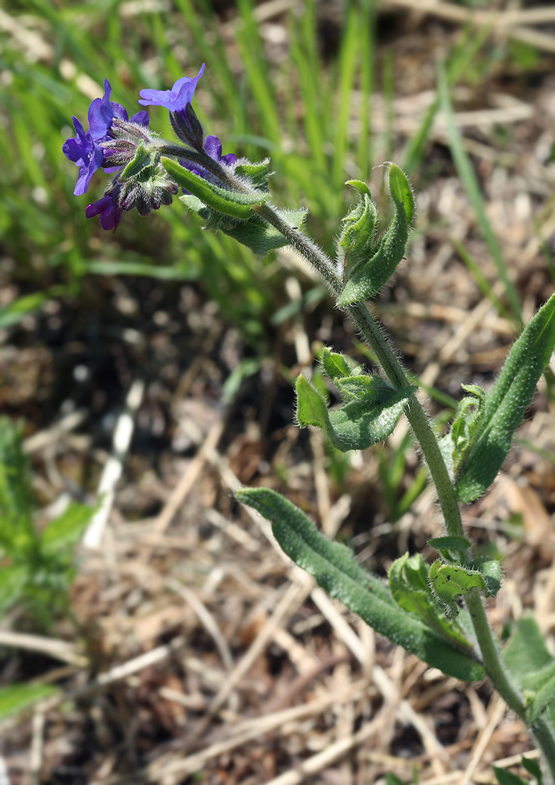 Изображение особи Anchusa officinalis.