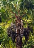 Trachycarpus fortunei. Часть кроны с соплодиями. Абхазия, Гудаутский р-н, Новый Афон, в культуре. 18.07.2017.