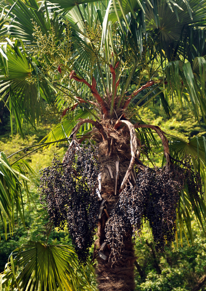 Image of Trachycarpus fortunei specimen.