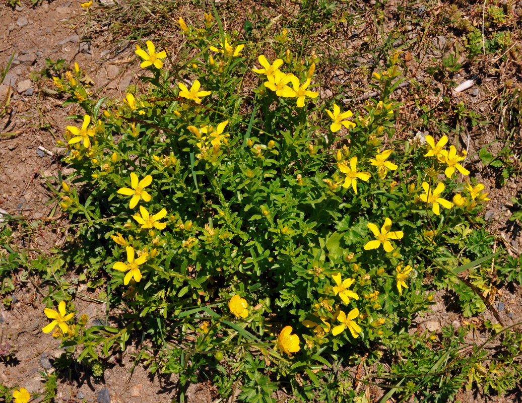 Image of Hypericum orientale specimen.