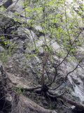 Betula tianschanica