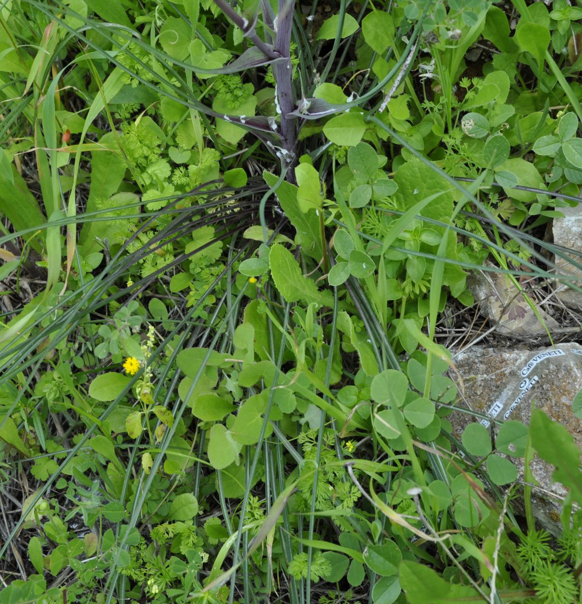 Изображение особи Tragopogon australis.