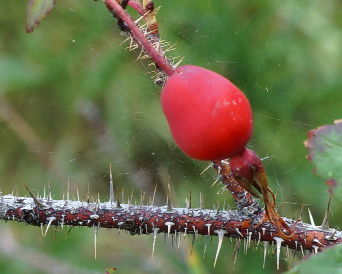 Изображение особи Rosa acicularis.