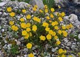 Helianthemum nummularium. Цветущее растение. Адыгея, Фишт-Оштеновский массив, верховья р. Белая, ≈ 1600 м н.у.м., каменистый берег реки. 05.07.2017.