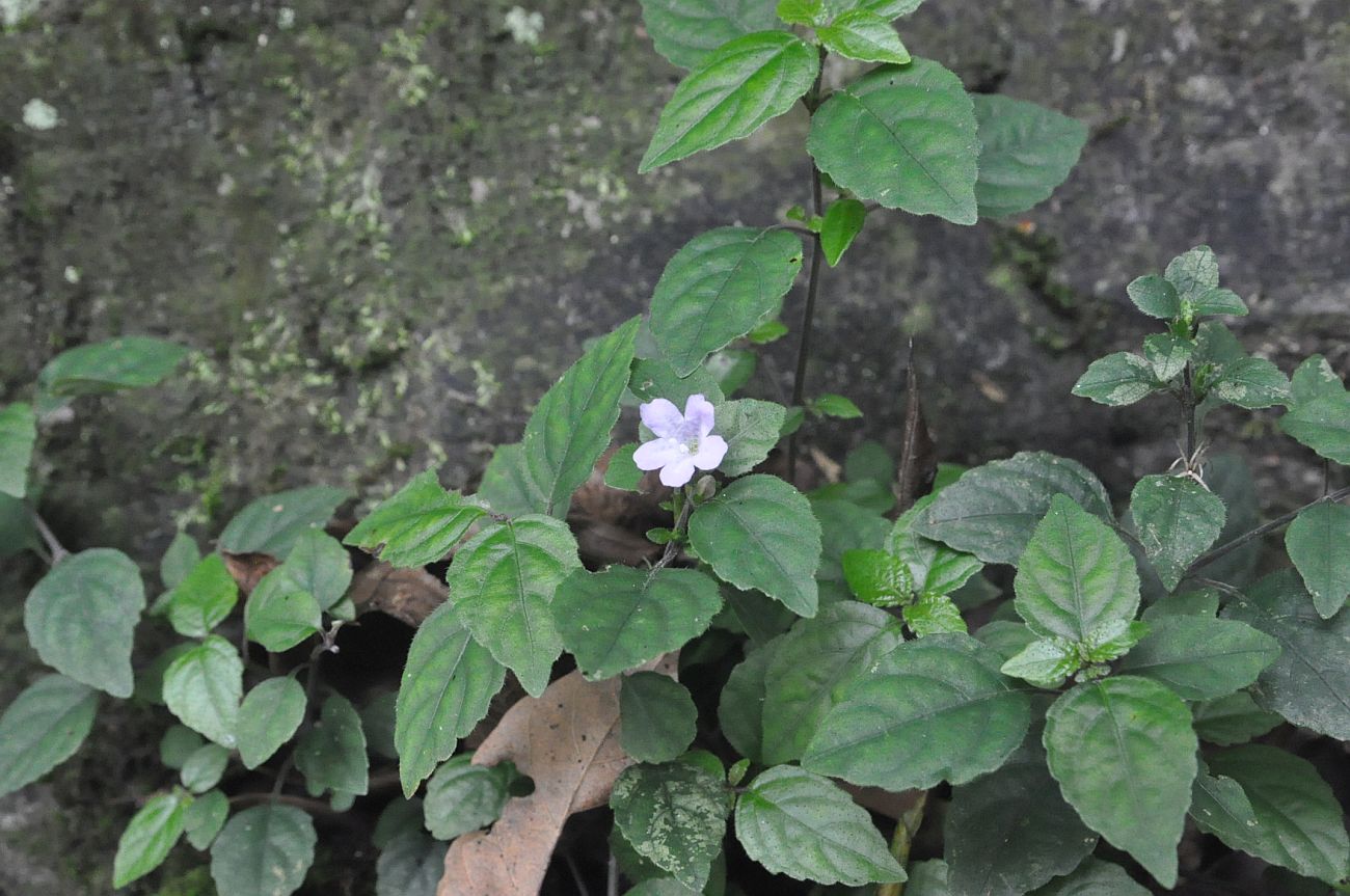 Изображение особи Strobilanthes tetraspermus.