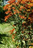 Helenium autumnale