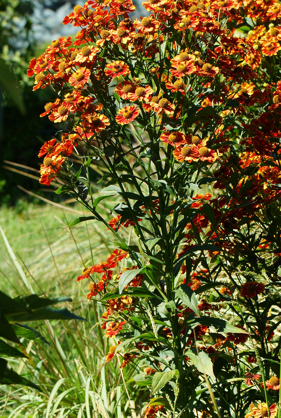 Изображение особи Helenium autumnale.