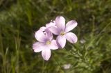 Linum hypericifolium. Цветки. Кабардино-Балкария, северный склон Эльбруса, травянистый склон рядом с ущельем ручья Карачаул. 02.08.2011.