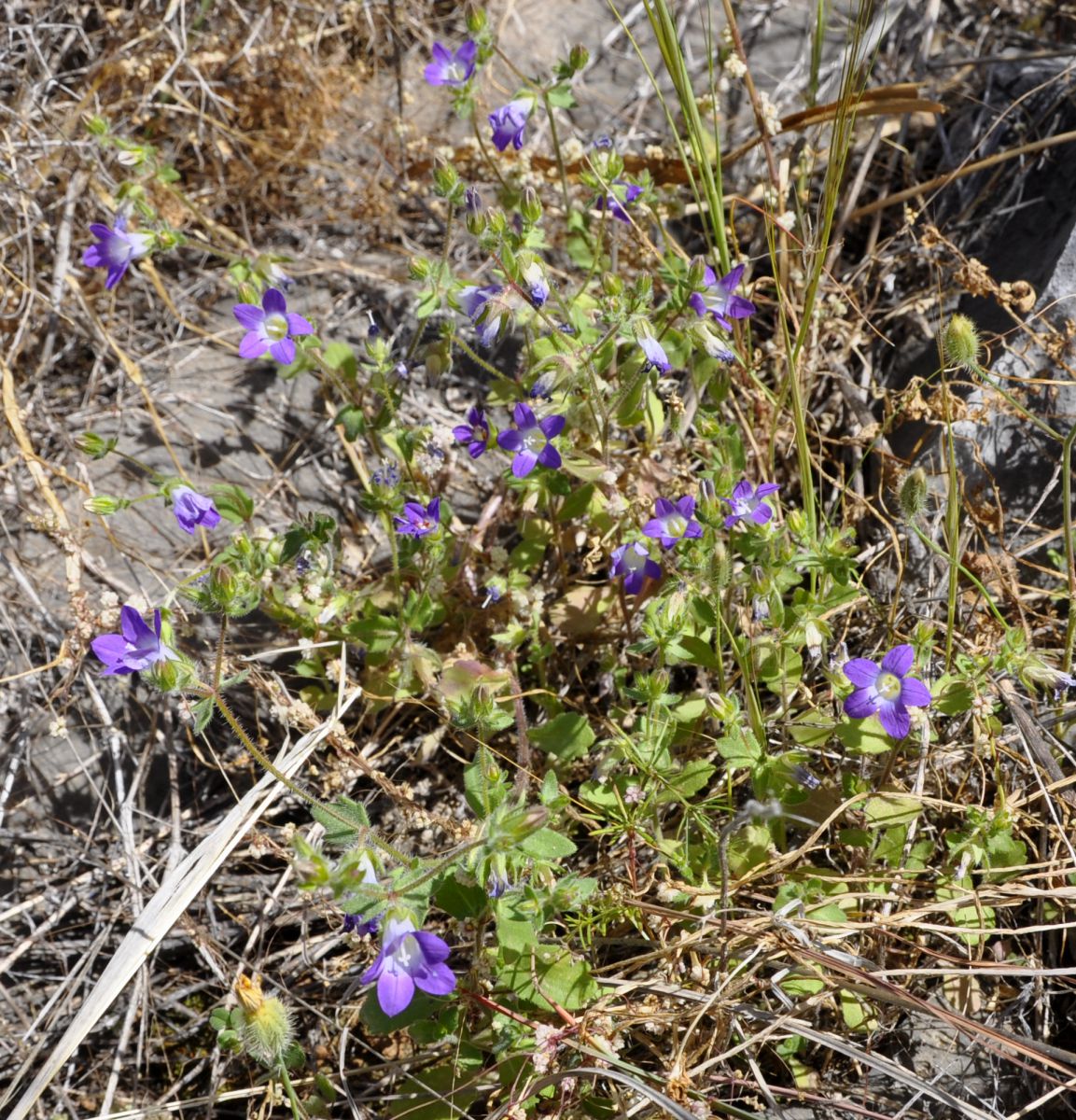 Image of Campanula drabifolia specimen.