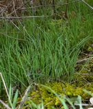 Allium rotundum