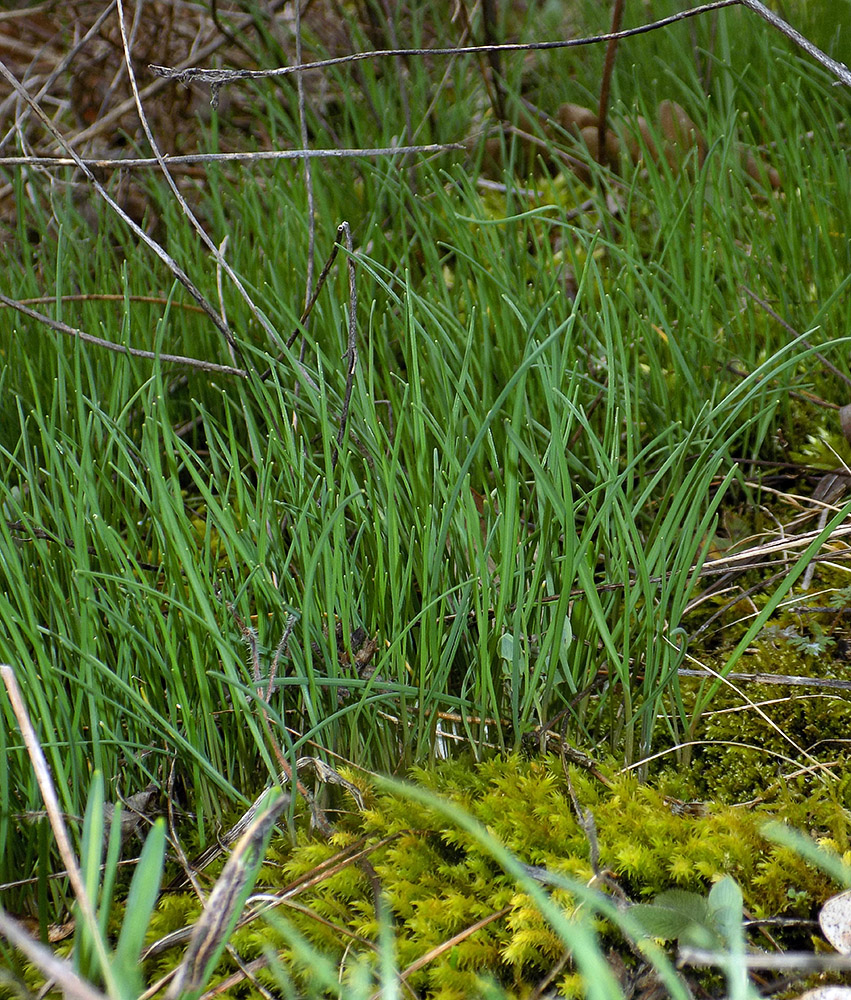 Image of Allium rotundum specimen.