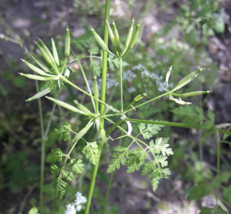 Image of Anthriscus cerefolium specimen.