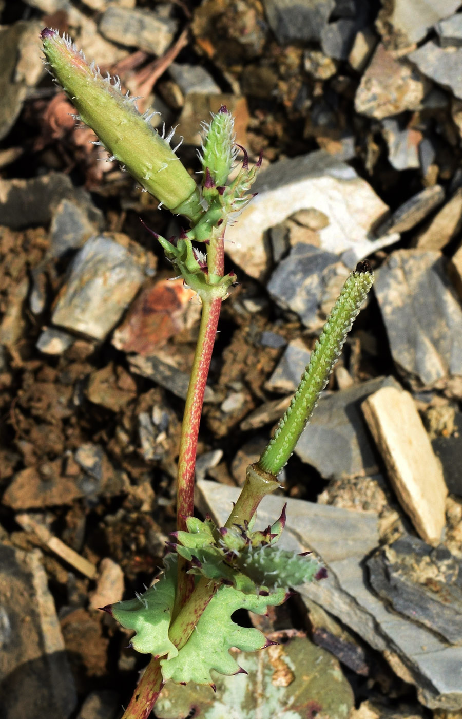 Изображение особи Glaucium elegans.