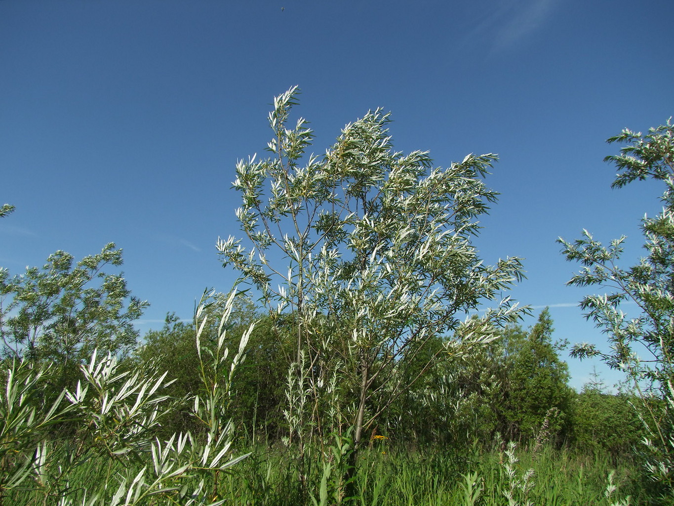 Изображение особи Salix schwerinii.