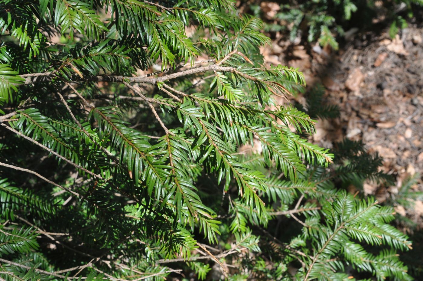 Image of Taxus baccata specimen.