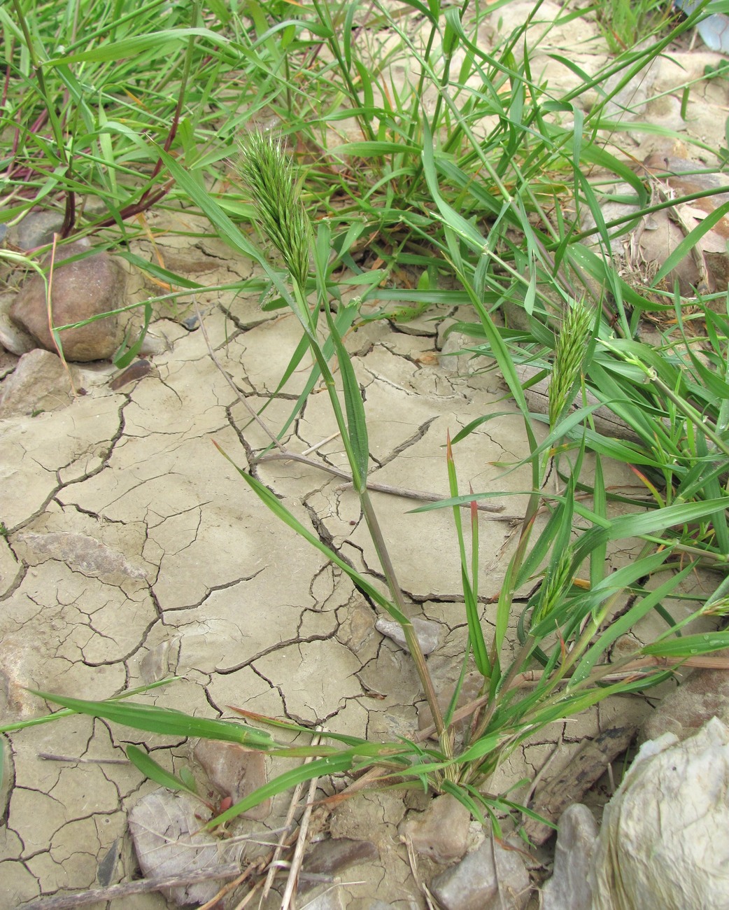Image of Bromus scoparius specimen.