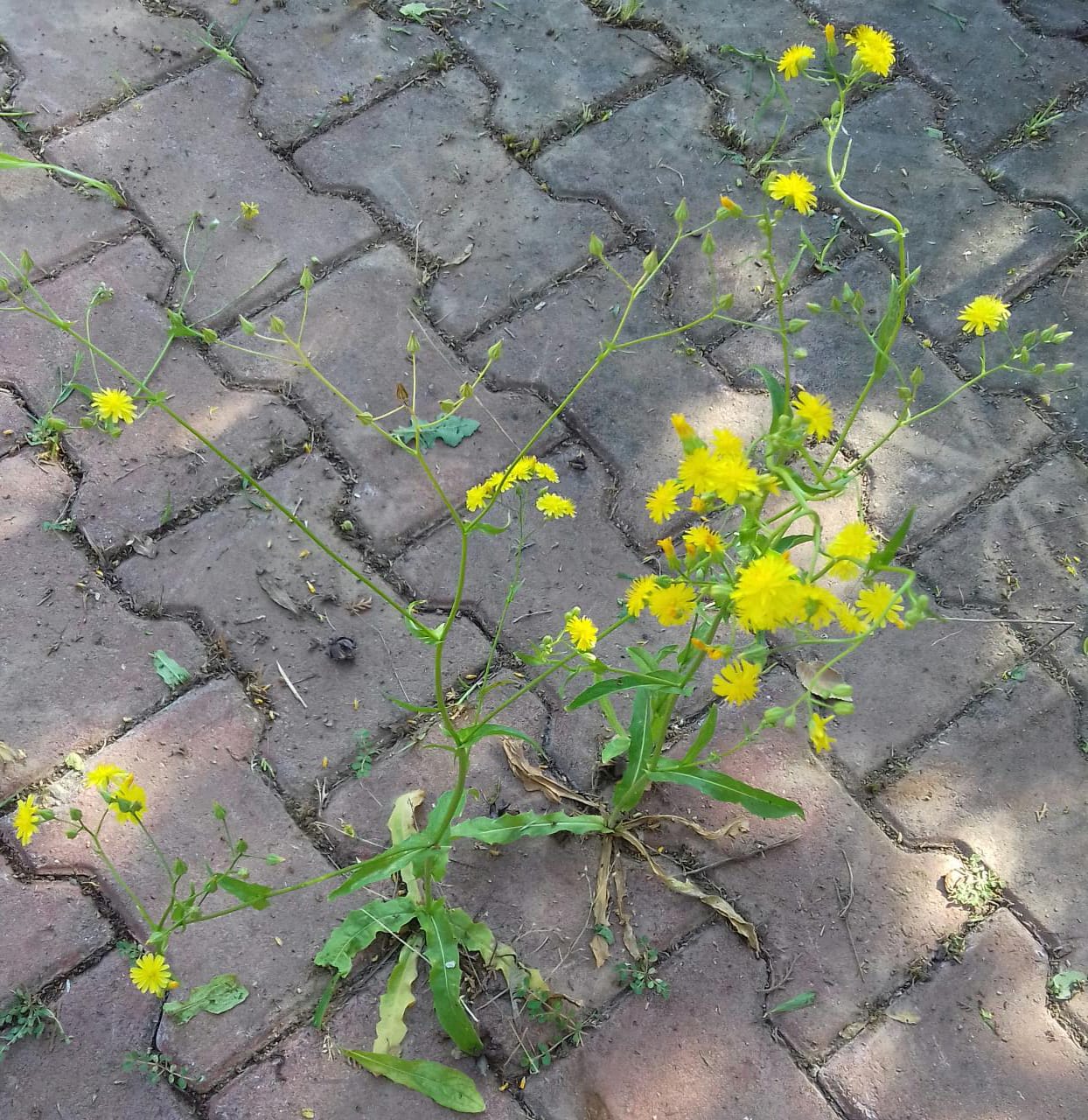 Изображение особи род Crepis.