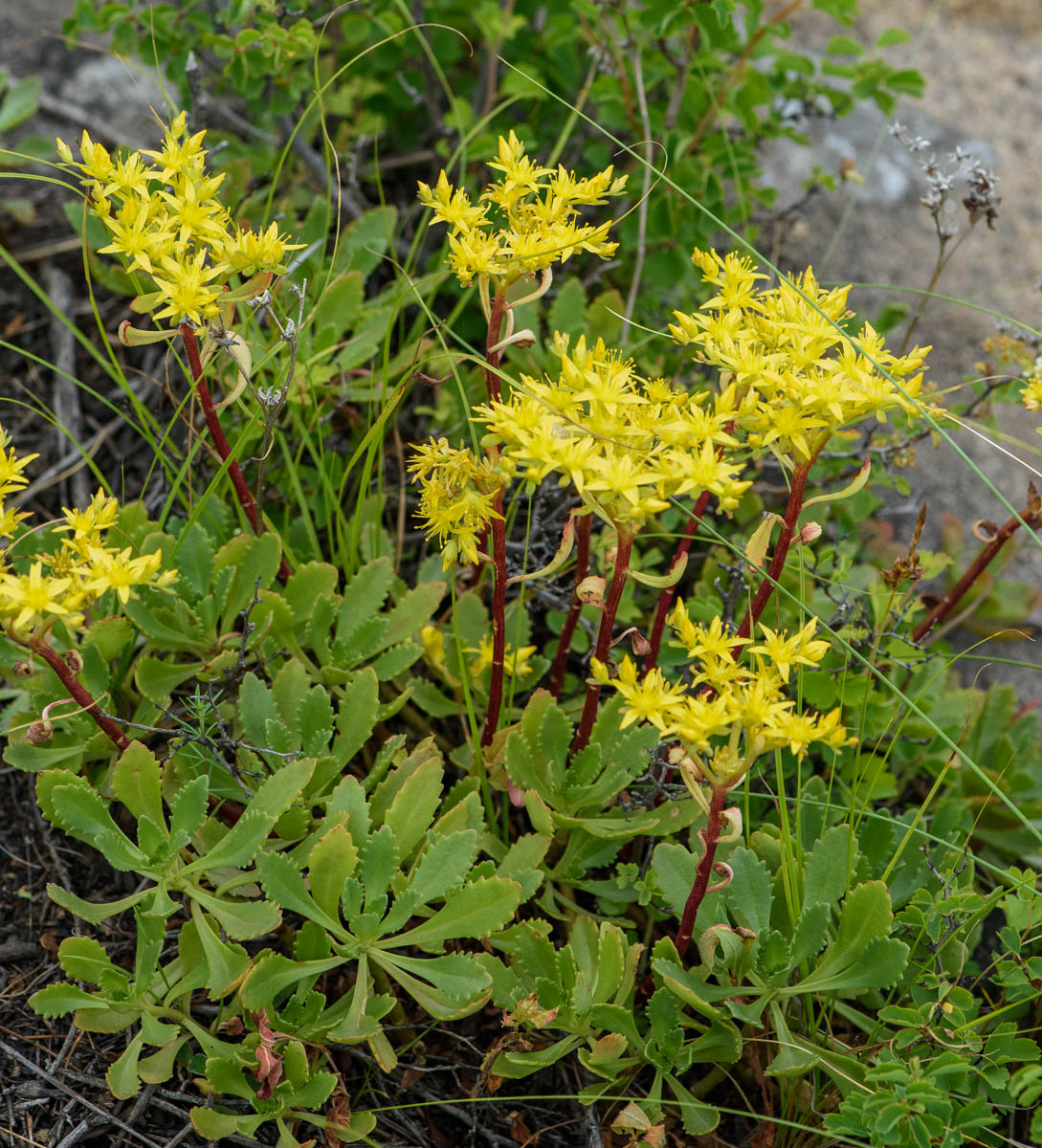 Изображение особи Aizopsis hybrida.