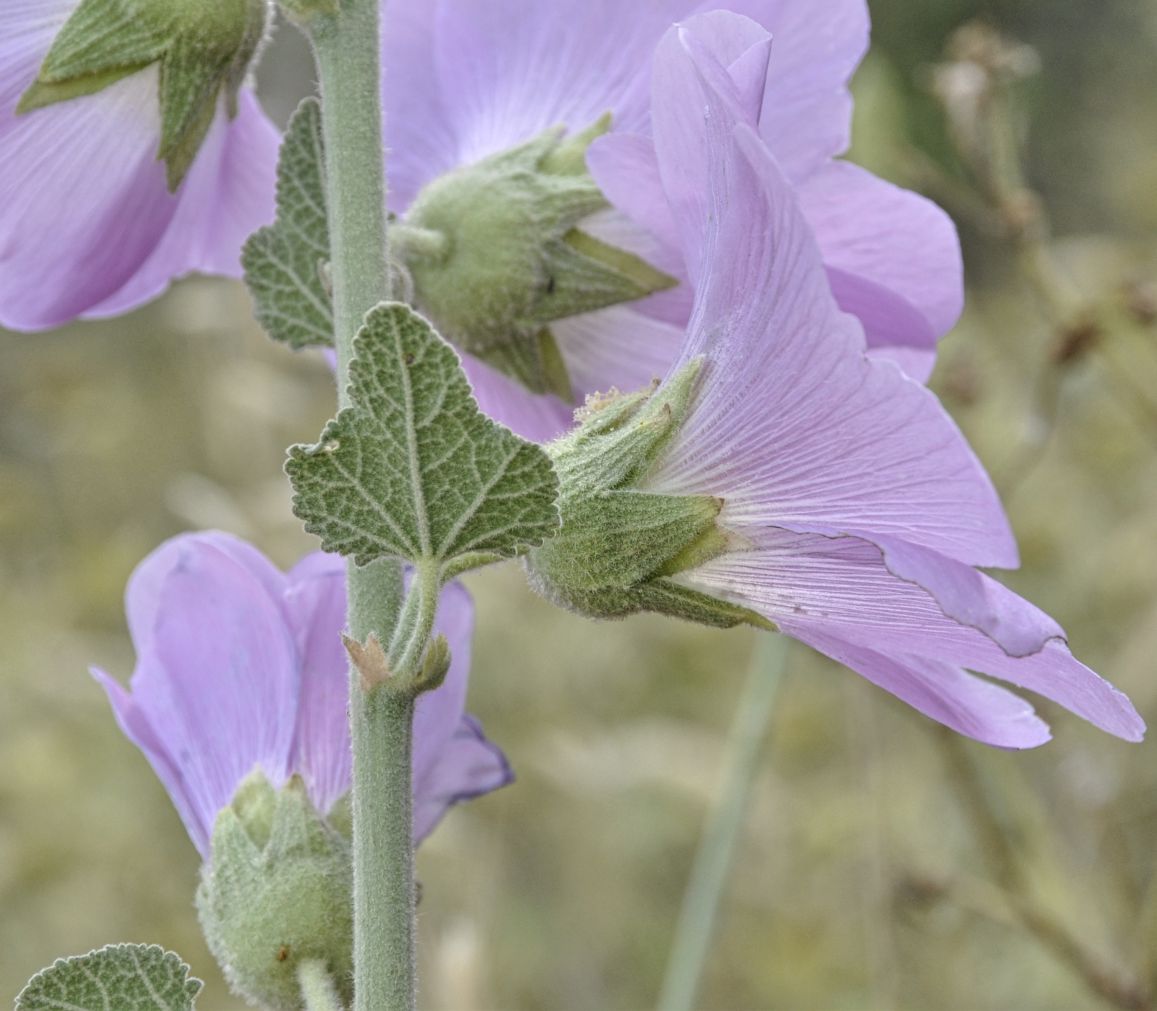 Изображение особи Alcea pallida.