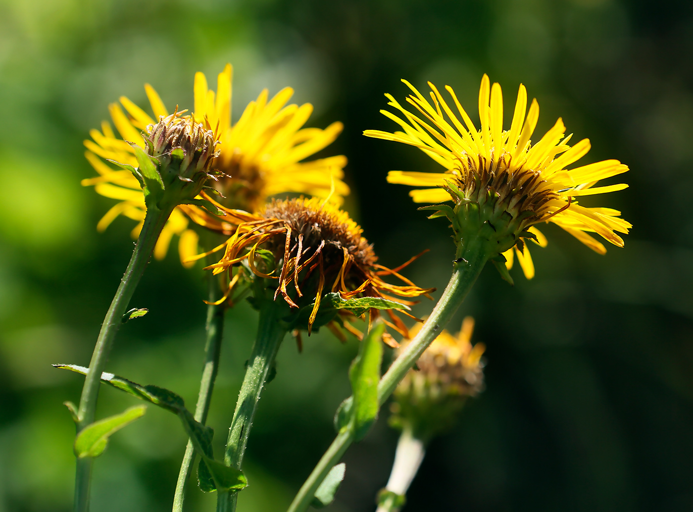 Image of Inula salicina specimen.