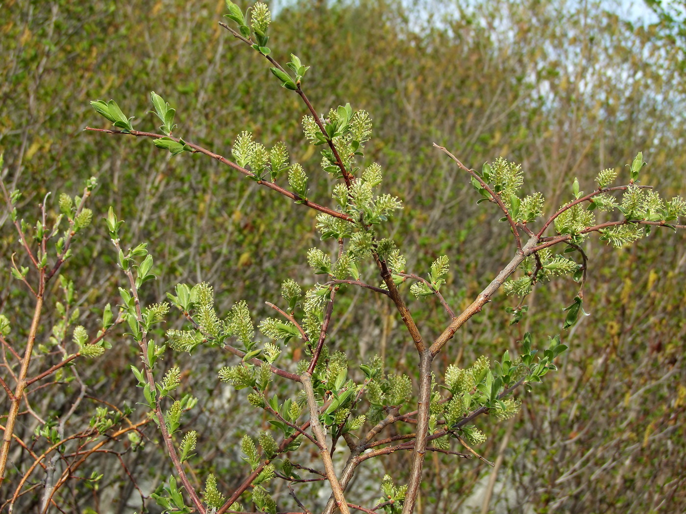 Изображение особи Salix bebbiana.