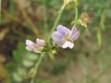 Astragalus austriacus. Цветки. Кабардино-Балкария, Эльбрусский р-н, окр. с. Бедык, ок. 1000-1200 м н.у.м., скала. 08.08.2018.