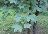 Acer hyrcanum