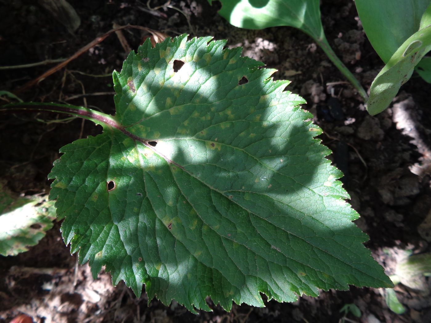 Image of Campanula takesimana specimen.