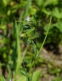 Epilobium adenocaulon