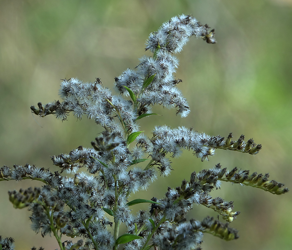 Image of Solidago canadensis specimen.