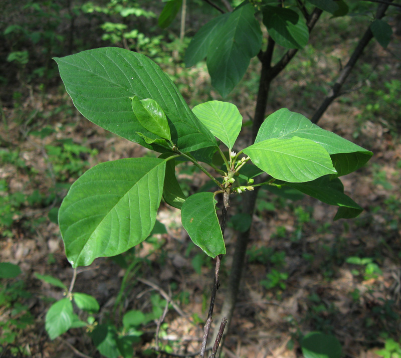 Изображение особи Frangula alnus.