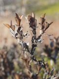 Salix myrsinites. Ветвь с засыхающими листьями (в нижней части — сухие прошлогодние листья). Окр. г. Мурманск, окраина переходного болотца. 29.09.2018.