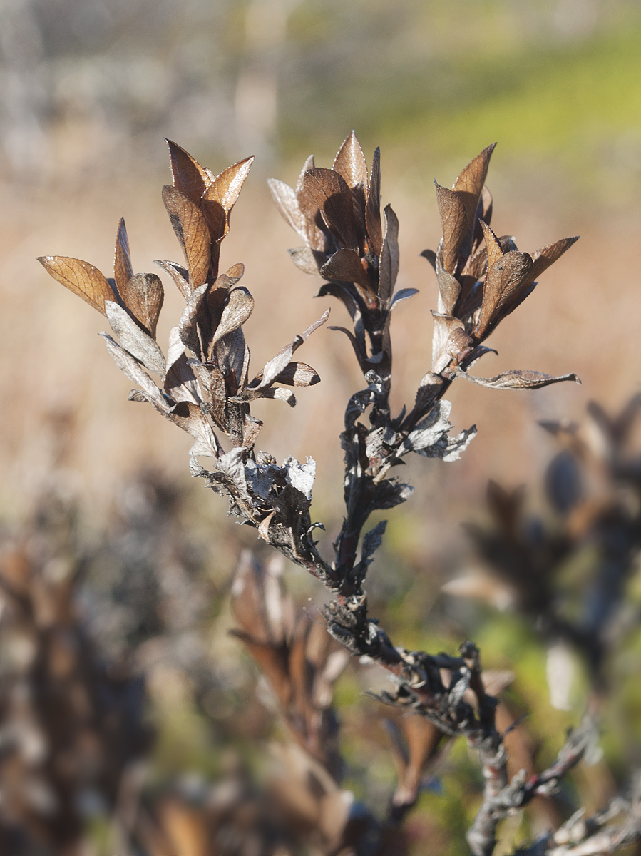 Image of Salix myrsinites specimen.