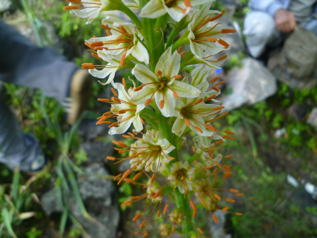 Image of Eremurus tadshikorum specimen.