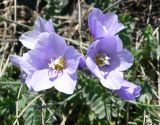 Polemonium boreale