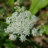 Sium latifolium. Соцветие. Восточный Казахстан, г. Усть-Каменогорск, правый берег р. Иртыш, влажный луг. 20.07.2018.