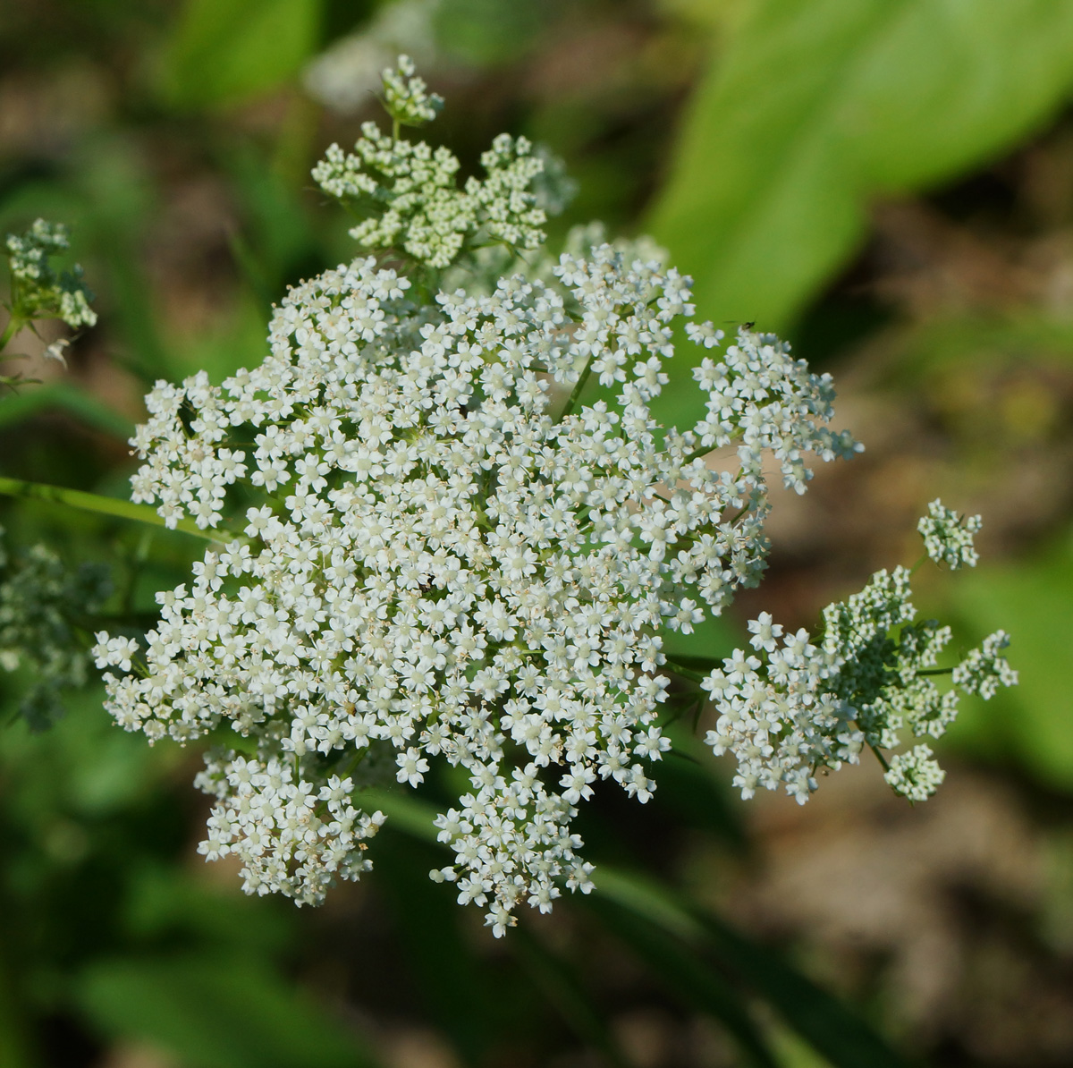 Изображение особи Sium latifolium.