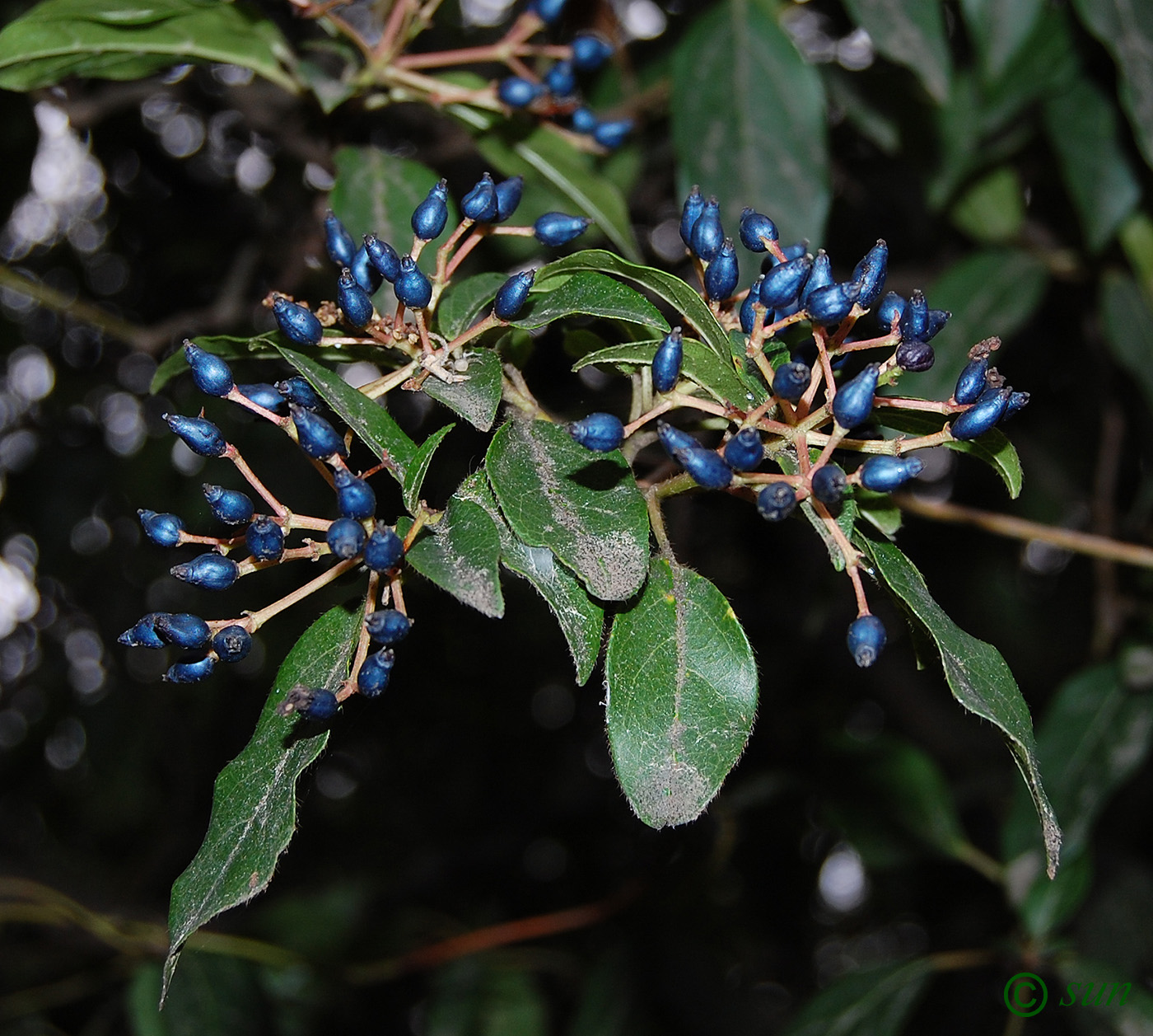 Image of Viburnum tinus specimen.