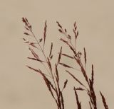 род Agrostis