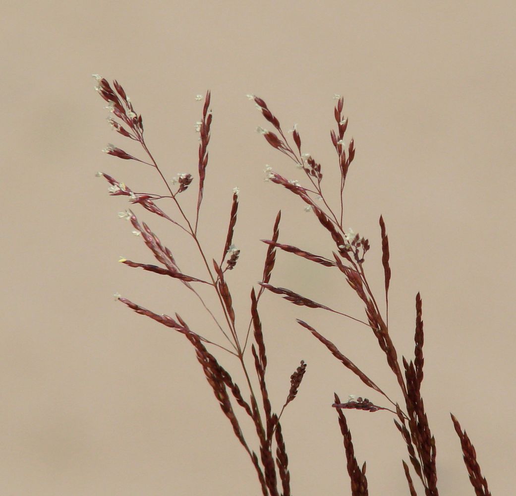 Image of genus Agrostis specimen.