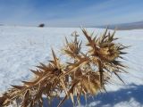 Cirsium turkestanicum. Веточка сухого растения с соплодиями. Казахстан, Туркестанская обл., Тюлькубасский р-н, окр. с. Жабаглы, подгорная степь. 21 ноября 2018 г.