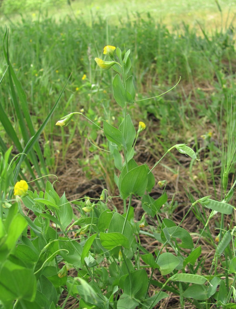 Изображение особи Lathyrus aphaca.