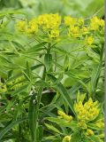 Euphorbia procera. Верхушки цветущих растений. Северная Осетия, север Осетинской равнины, правобережье р. Урсдон. 09.05.2010.
