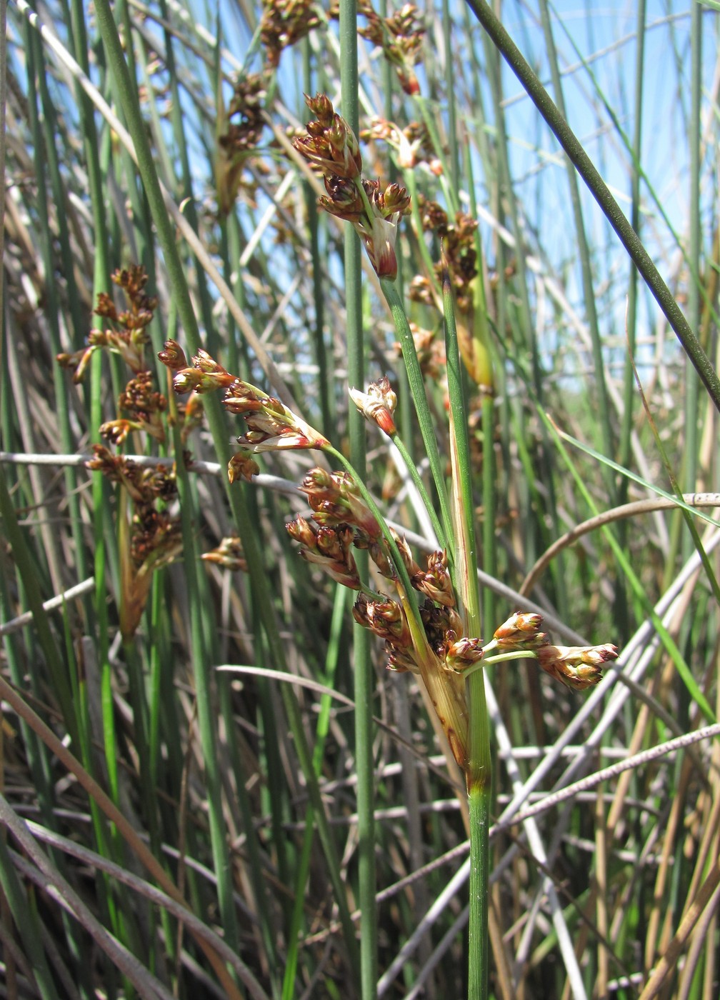 Image of Juncus acutus specimen.