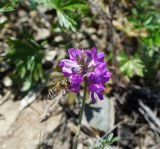 Oxytropis teres. Верхушка побега с соцветием и подлетающей пчелой медоносной. Казахстан, Восточно-Казахстанская обл., г. Усть-Каменогорск, восточные окр., Лесхоз, склон заросшей грунтовой дороги. 22.05.2018.