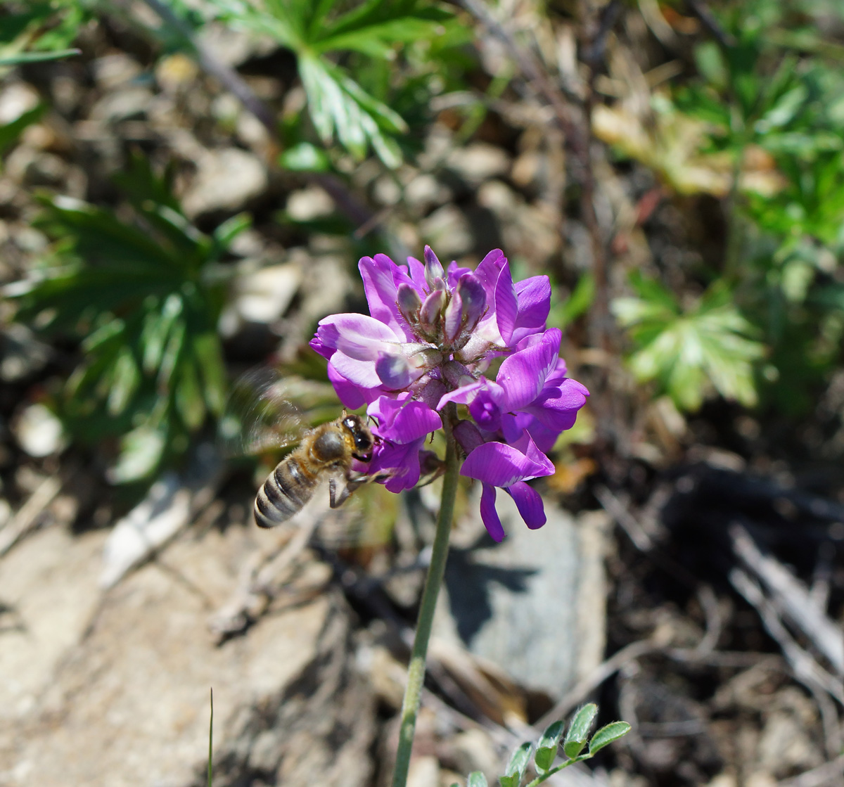 Image of Oxytropis teres specimen.