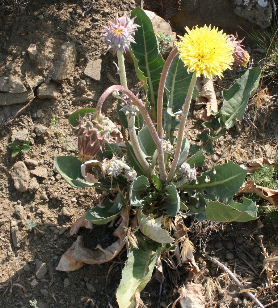 Image of Taraxacum sonchoides specimen.